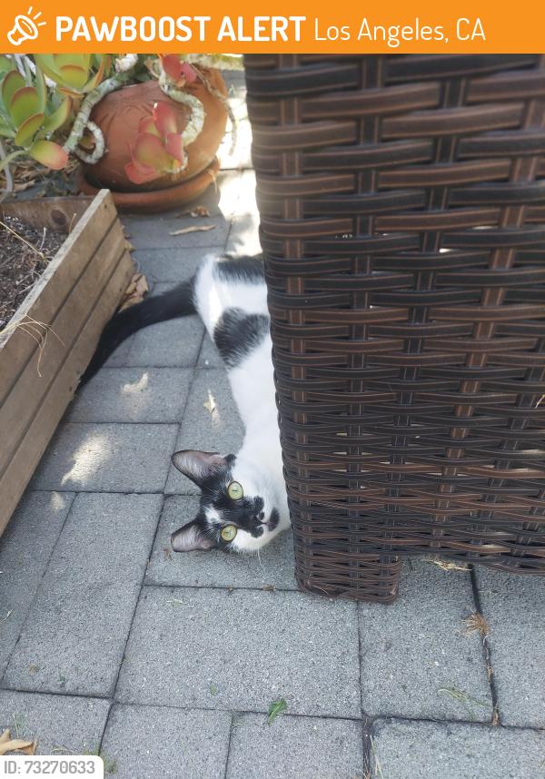 Found/Stray Female Cat last seen Burbank and Stansbury, Los Angeles, CA 91401