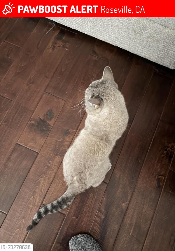 Lost Male Cat last seen Trestle, Roseville, CA 95678