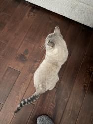 Lost Male Cat last seen Trestle, Roseville, CA 95678