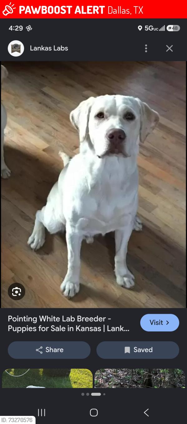 Lost Male Dog last seen My best friends park, Dallas, TX 75201