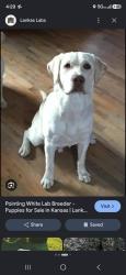 Lost Male Dog last seen My best friends park, Dallas, TX 75201