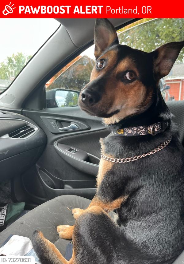 Lost Male Dog last seen Near block of Williams, Portland, OR 97227