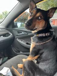 Lost Male Dog last seen Near block of Williams, Portland, OR 97227