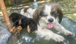 Reunited Female Dog last seen Atlantic BLVD, Jacksonville, FL 32225