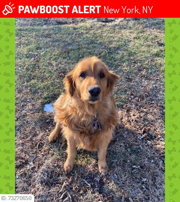 Lost Female Dog last seen Statue of Liberty - it's right across the water, 5 min ferry ride. You also have Ellis Island and One World Trade Center in the same spot., New York, NY 10004