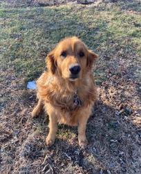 Lost Female Dog last seen Statue of Liberty - it's right across the water, 5 min ferry ride. You also have Ellis Island and One World Trade Center in the same spot., New York, NY 10004