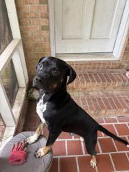 Found/Stray Male Dog last seen Judson church rd., Fayetteville, NC 28312