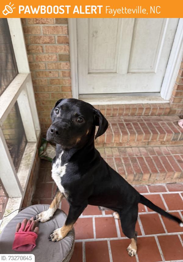 Found/Stray Male Dog last seen Judson church rd., Fayetteville, NC 28312