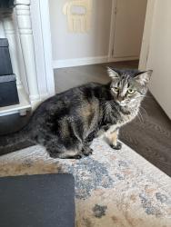 Lost Female Cat last seen Somerville way, Fair Oaks, CA 95628