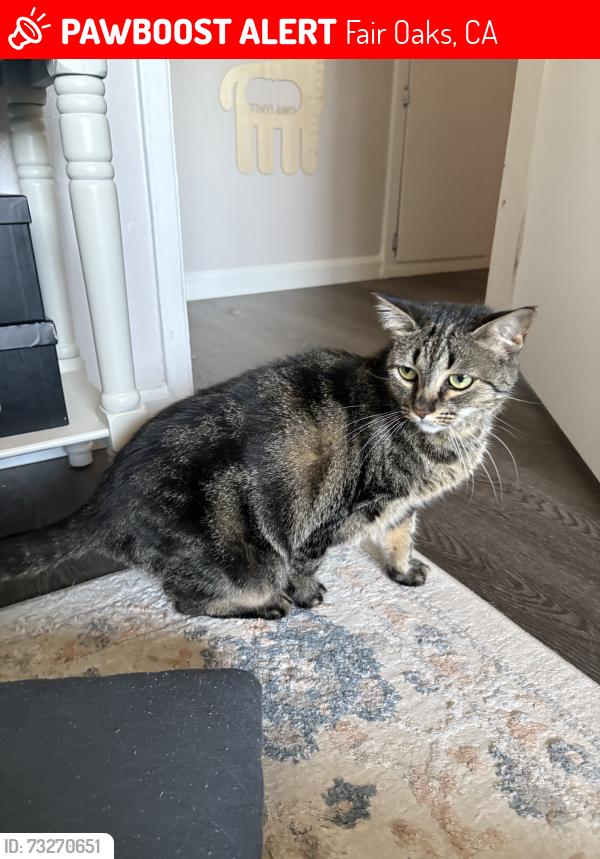 Lost Female Cat last seen Somerville way, Fair Oaks, CA 95628