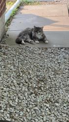 Lost Female Cat last seen harrisonville, Harrisonville, MO 64701