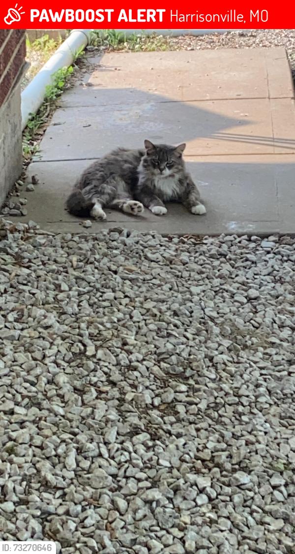 Lost Female Cat last seen harrisonville, Harrisonville, MO 64701