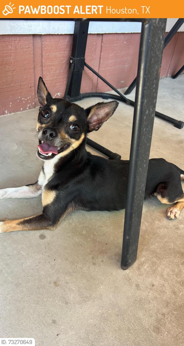 Found/Stray Male Dog last seen Veterans Memorial and Greens Rd, Houston, TX 77060