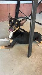 Found/Stray Male Dog last seen Veterans Memorial and Greens Rd, Houston, TX 77060