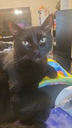 Reunited Male Cat last seen Near e mcberry st, Tampa, FL 33610