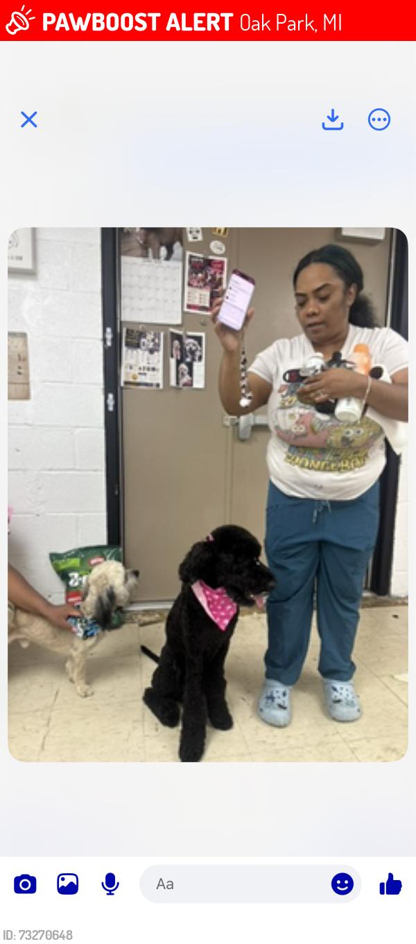 Lost Female Dog last seen McDonald’s on greenfield in oak Park, Oak Park, MI 48237