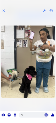Lost Female Dog last seen McDonald’s on greenfield in oak Park, Oak Park, MI 48237
