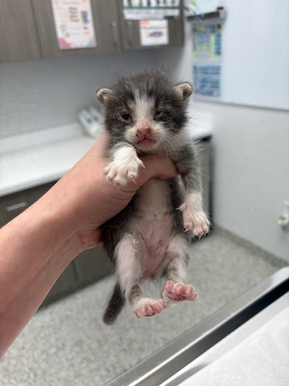 Shelter Stray Male Cat last seen Near E 50th Ter, 64129, MO, 7077 Elmwood Ave, Kansas City, MO 64132, USA