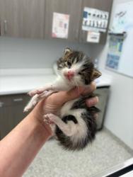 Shelter Stray Male Cat last seen Near E 50th Ter, 64129, MO, 7077 Elmwood Ave, Kansas City, MO 64132, USA