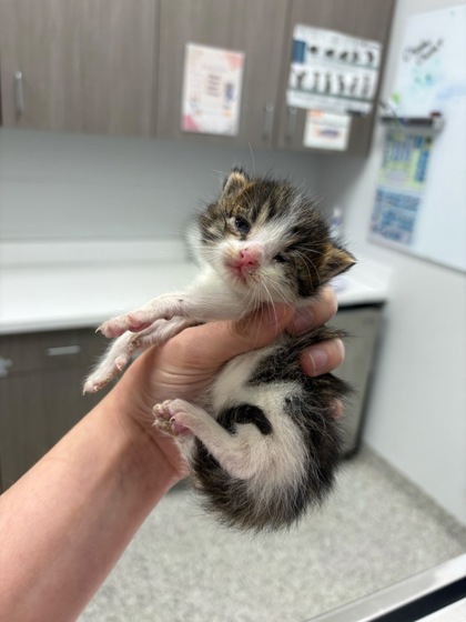 Shelter Stray Male Cat last seen Near E 50th Ter, 64129, MO, 7077 Elmwood Ave, Kansas City, MO 64132, USA