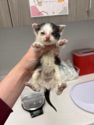 Shelter Stray Male Cat last seen 6th & Elmwood, KCMO, 64124, 64124, MO, 7077 Elmwood Ave, Kansas City, MO 64132, USA