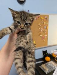 Shelter Stray Male Cat last seen Near Jolly Ave S Clarkston, GA 30021, 30021, GA, 3280 Chamblee Dunwoody Rd, Chamblee, GA 30341, USA