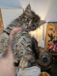 Shelter Stray Male Cat last seen Near Jolly Ave S Clarkston, GA 30021, 30021, GA, 3280 Chamblee Dunwoody Rd, Chamblee, GA 30341, USA