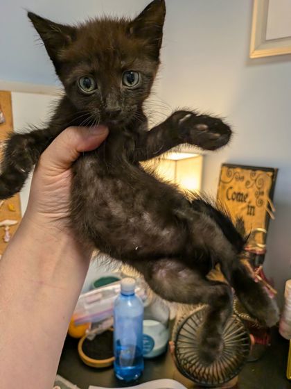 Shelter Stray Male Cat last seen Near Jolly Ave S Clarkston, GA 30021, 30021, GA, 3280 Chamblee Dunwoody Rd, Chamblee, GA 30341, USA