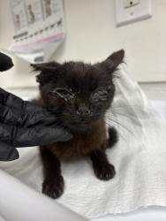 Shelter Stray Female Cat last seen Near e 17 st, Oakland, CA, 1101 29th Ave, Oakland, CA 94601, USA