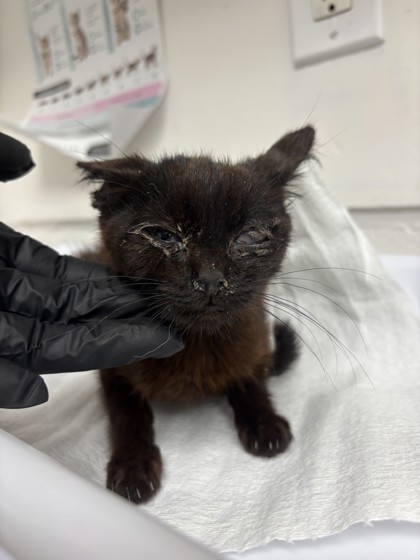 Shelter Stray Female Cat last seen Near e 17 st, Oakland, CA, 1101 29th Ave, Oakland, CA 94601, USA