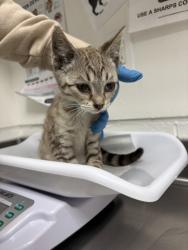 Shelter Stray Female Cat last seen Near 81st Ave, Oakland, CA, 1101 29th Ave, Oakland, CA 94601, USA