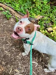 Shelter Stray Female Dog last seen Near Lorman CT, 21217, MD, 2490 Giles Rd, Baltimore, MD 21225, USA