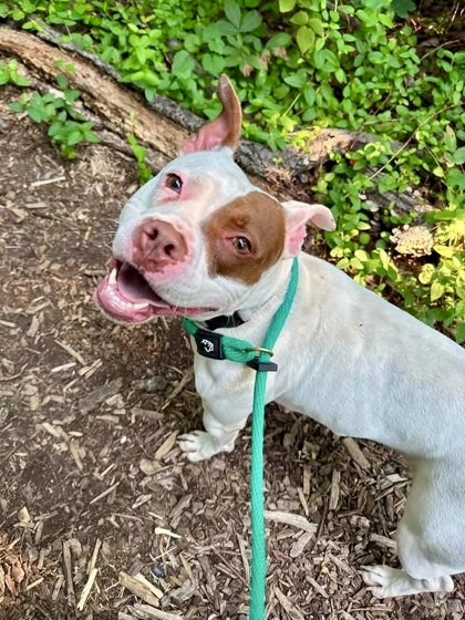 Shelter Stray Female Dog last seen Near Lorman CT, 21217, MD, 2490 Giles Rd, Baltimore, MD 21225, USA