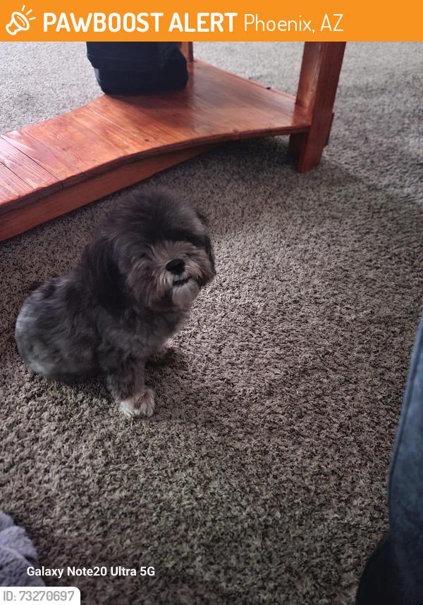 Found/Stray Female Dog last seen 59th Ave and glenrosa, Phoenix, AZ 85031