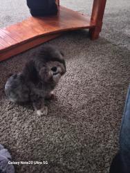 Found/Stray Female Dog last seen 59th Ave and glenrosa, Phoenix, AZ 85031
