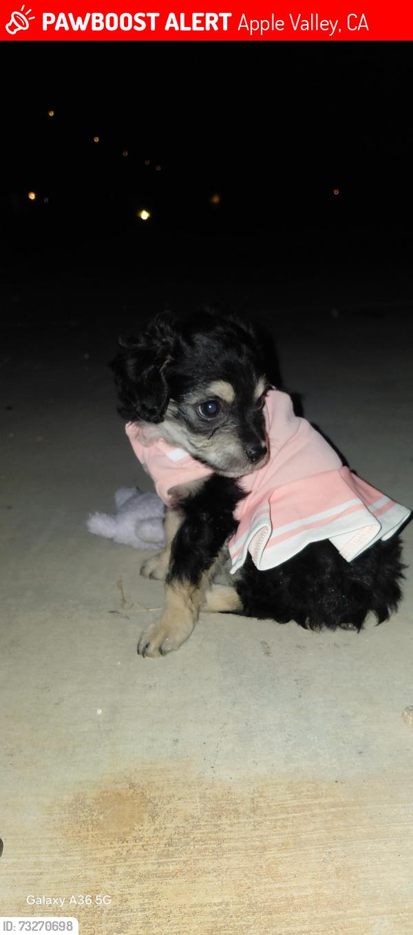 Lost Female Dog last seen Thunderbird elementary, Apple Valley, CA 92307
