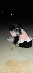 Lost Female Dog last seen Thunderbird elementary, Apple Valley, CA 92307