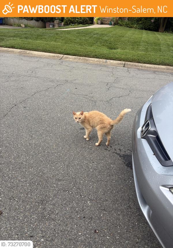 Found/Stray Unknown Cat last seen benton/ bay creek drive, Winston-Salem, NC 27106