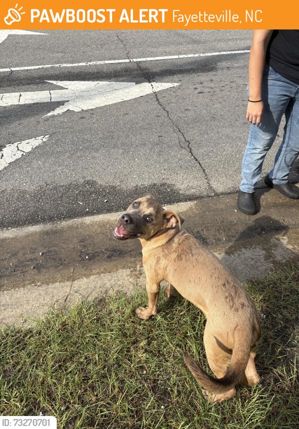 Found/Stray Male Dog last seen Gillespie street, Fayetteville, NC 28306
