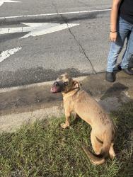 Found/Stray Male Dog last seen Gillespie street, Fayetteville, NC 28306