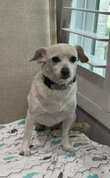 Lost Female Dog last seen Miller Rd and Garland Ave, Garland, TX 75041