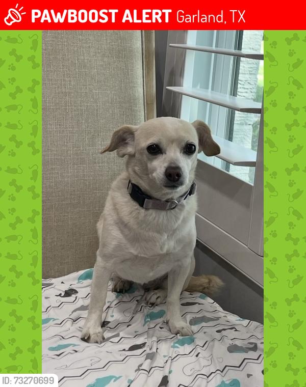 Lost Female Dog last seen Miller Rd and Garland Ave, Garland, TX 75041
