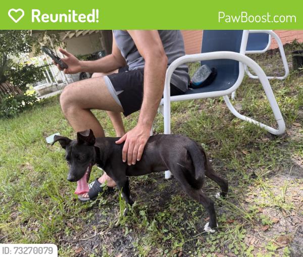Reunited Female Dog last seen Brinell and mercy, Orlando, FL 32808