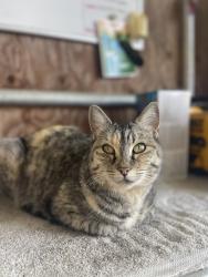 Lost Female Cat last seen Blank Road and Canfield in Sebastopol, Sebastopol, CA 95472
