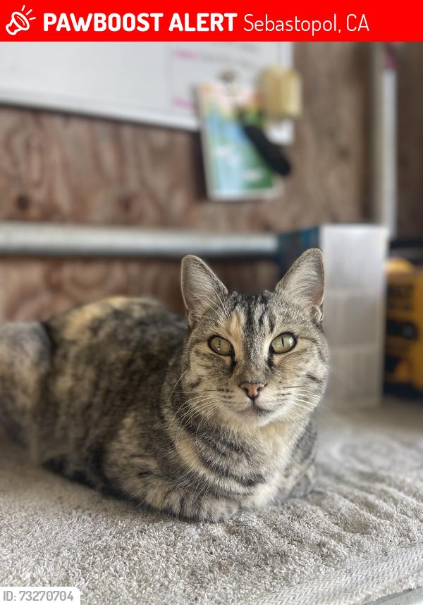 Lost Female Cat last seen Blank Road and Canfield in Sebastopol, Sebastopol, CA 95472