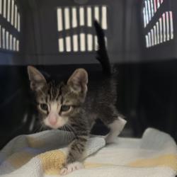 Shelter Stray Male Cat last seen N Vasco Rd & Garventa Ranch Rd, LIVERMORE, CA, 94551, 8323 Baldwin St, Oakland, CA 94621, USA