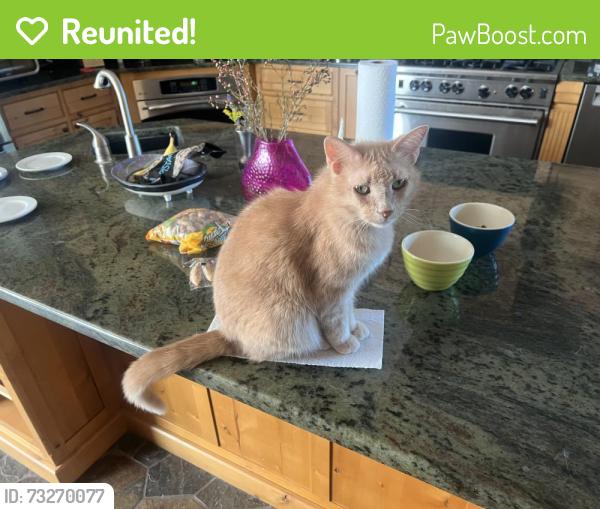 Reunited Female Cat last seen S Upper Meadow Lane, Spokane WA, Spokane, WA 99224