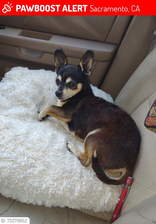 Lost Male Dog last seen 34th ave. Sacramento Ca 95820, Sacramento, CA 95820