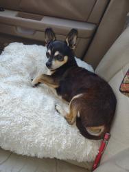 Lost Male Dog last seen 34th ave. Sacramento Ca 95820, Sacramento, CA 95820