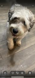 Found/Stray Male Dog last seen Renaissance/Sheffield, Round Rock, TX 78665